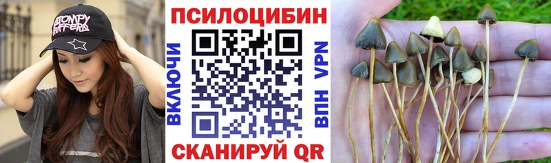 Псилоцибиновые грибы Psilocybine cubensis  Буйнакск 
