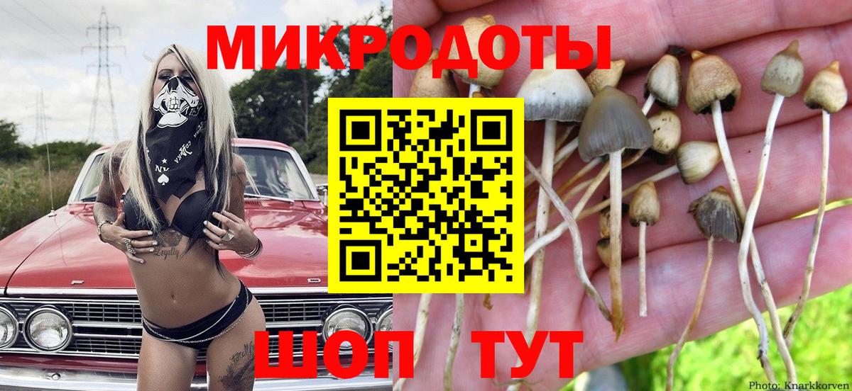 Псилоцибиновые грибы Cubensis  Буйнакск  Галлюциногенные грибы ЛСД 